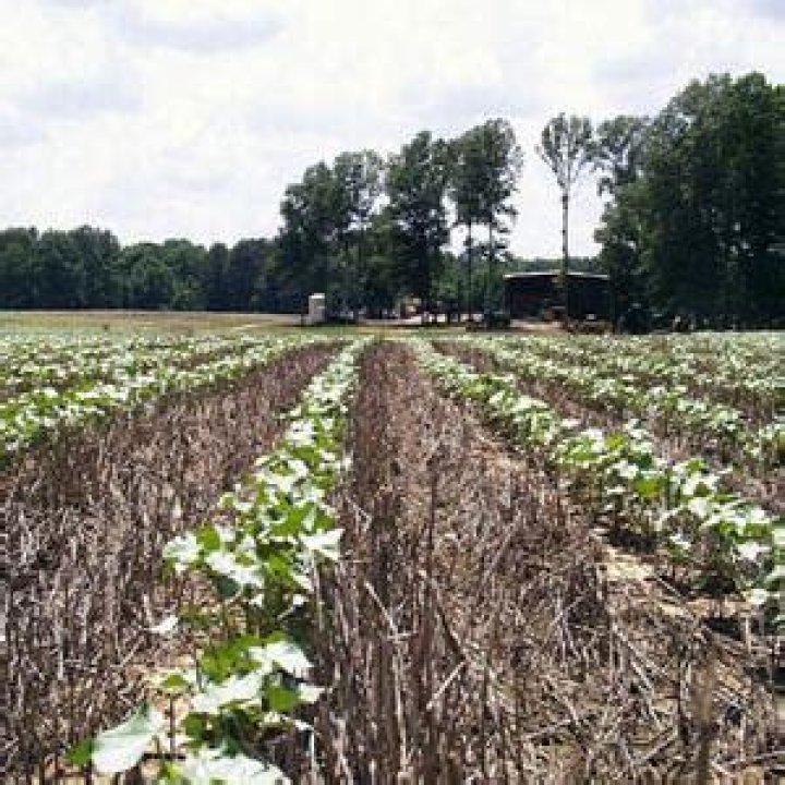Sand Blasting Injury | Mississippi State University Extension Service