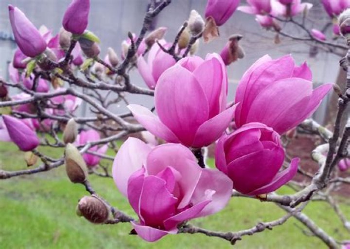 Saucer magnolia blooms herald arrival of spring