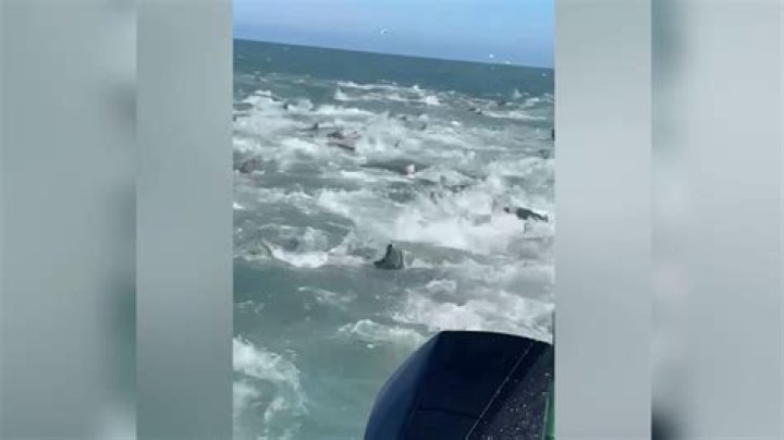 Shark Feeding Frenzy Louisiana Video Went Viral 