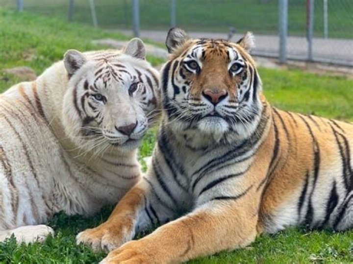 Should Mississippians fear lions, tigers, bears?