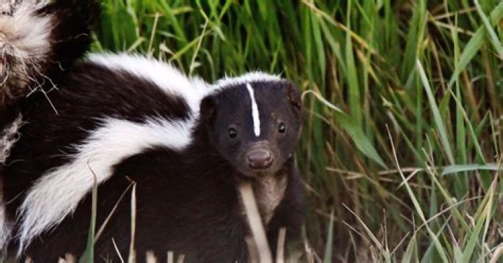 Skunks are more active now across state