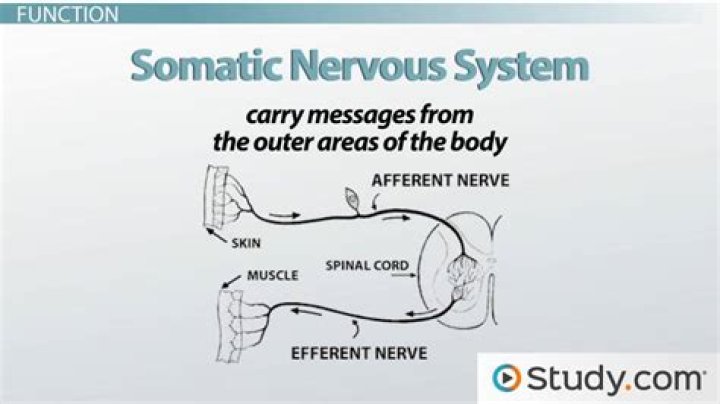 Somatic Nervous System - Functions, Definition Psychology, Examples