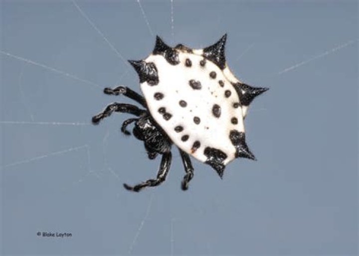 Spinybacked Orbweaver, Vol. 4, No. 31