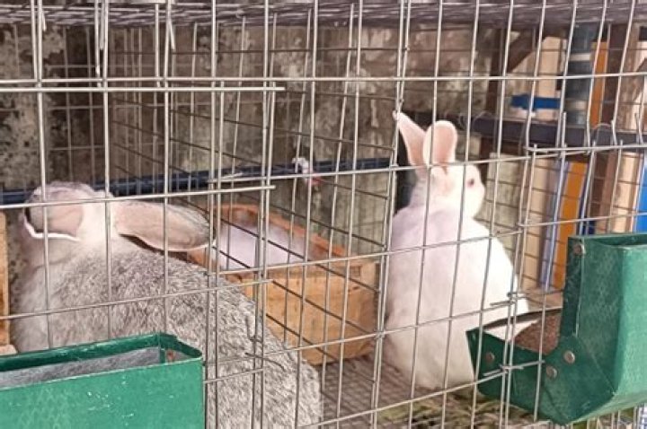 Starting a rabbit enterprise | Mississippi State University Extension Service