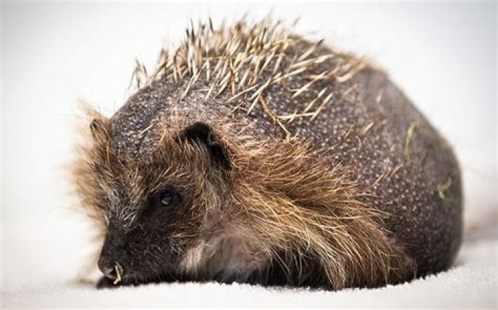 Stressed-out hedgehog loses its spines