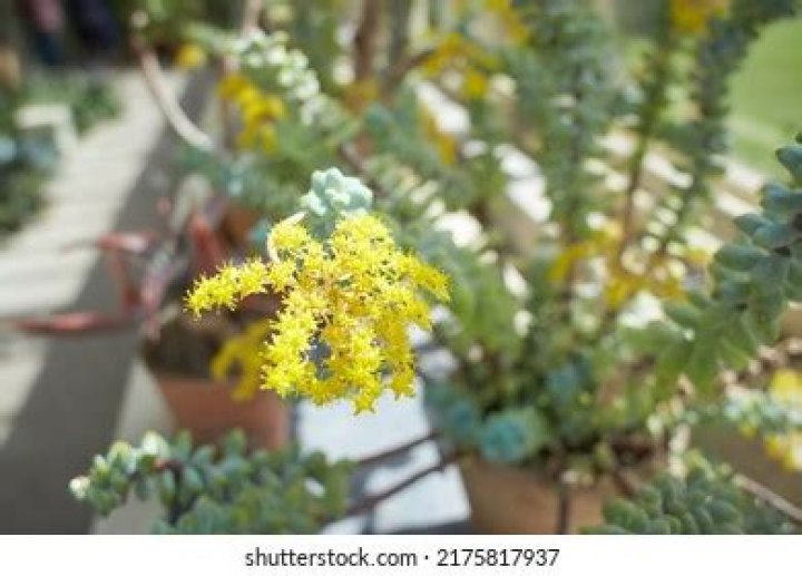 Succulent lemon sedum thrive in sunny locations