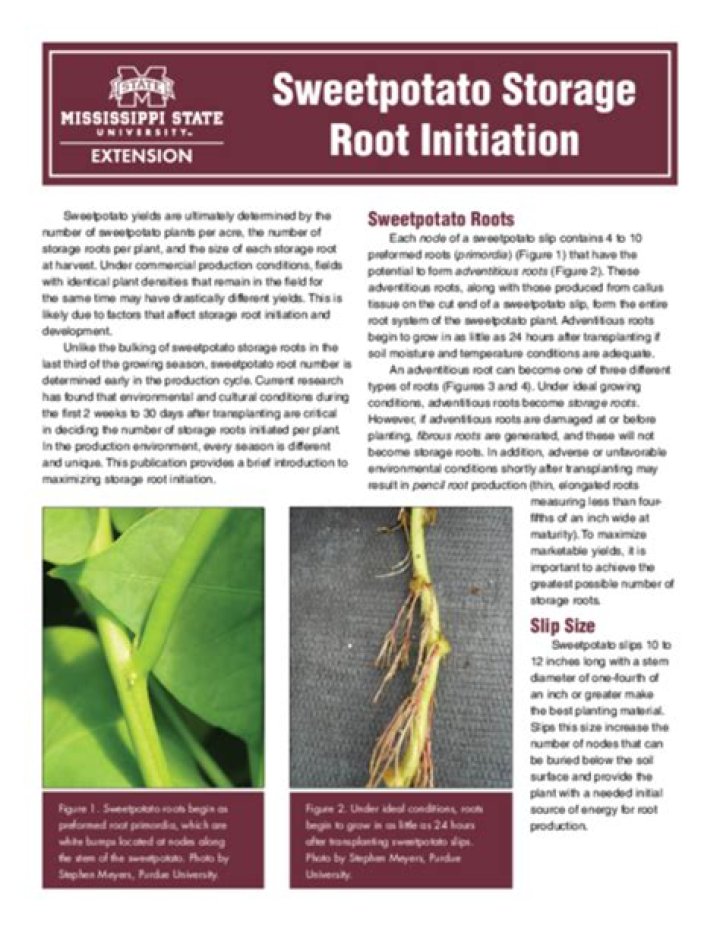 Sweetpotato Storage Root Initiation | Mississippi State University Extension Service