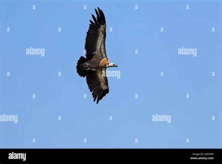 Tan France - Vulture