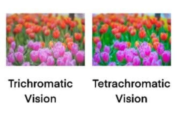Tetrachromacy: Superhuman Vision