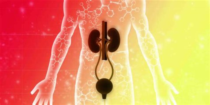 The Body's Unsung Hero: 15 Facts About the Excretory System