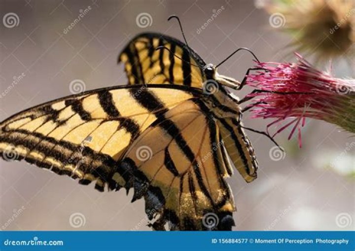 	The Butterfly’s Tongue	