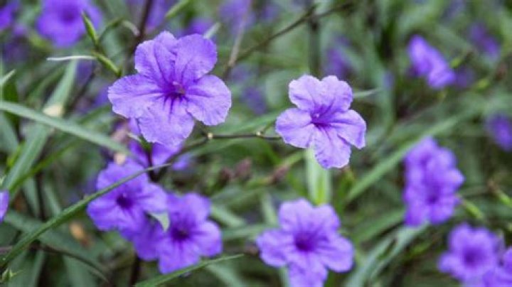 The case of the missing blue Mexican petunia