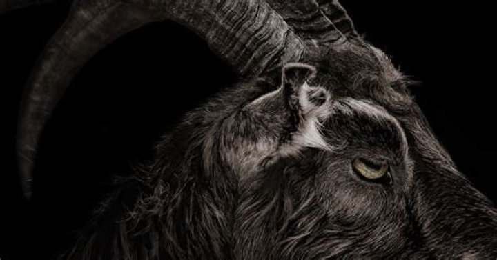 The Goat From Horror Movie The Witch Has a Twitter Feed: An Investigation