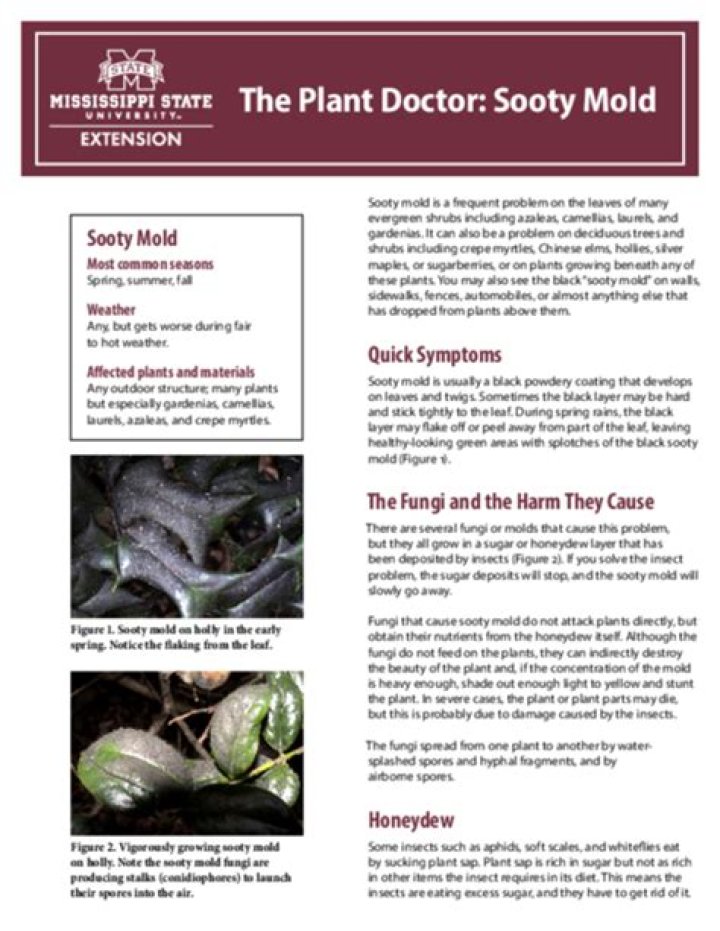 The Plant Doctor - Sooty Mold