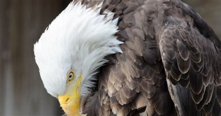 This Bald Eagle Who Adopted A Rock “Egg” Just Had His Dad Dreams Come True