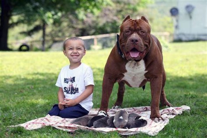 This Is How Much The World's Largest Pitbull’s Puppies Will Cost You