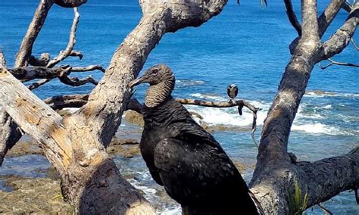 Tico Mugrabi - Vulture