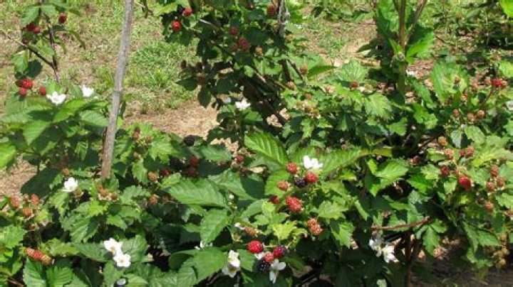 Tips for Planting Blackberries | Mississippi State University Extension Service