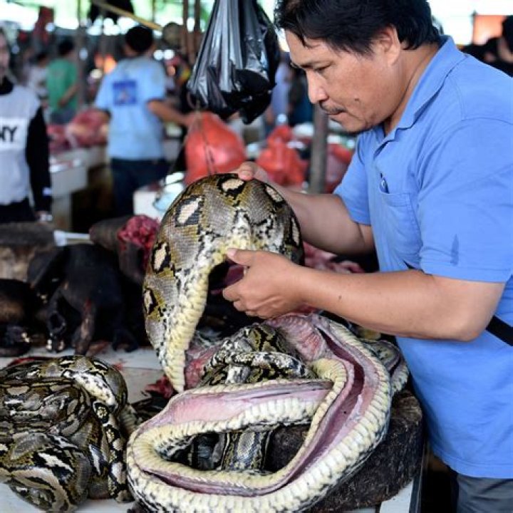 Tomohon Extreme Animal Meat Market Undeterred by Coronavirus