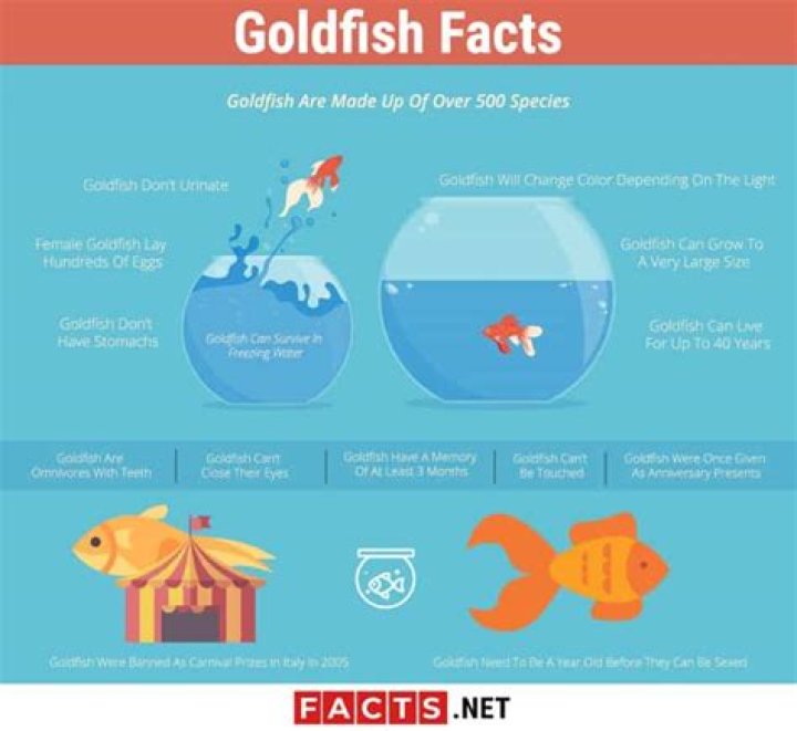 Top 15 Goldfish Facts - Types, Diet, Lifespan & More