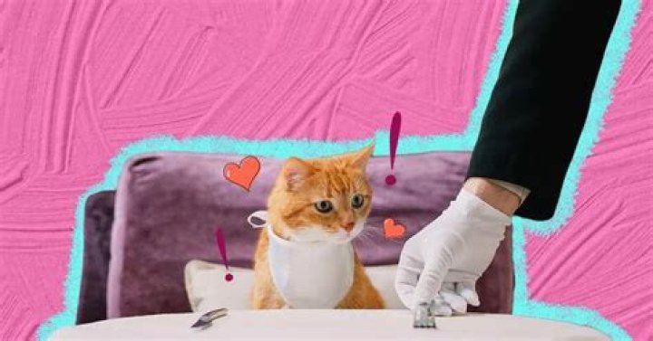 Top Hotel Chains That Allow Pets