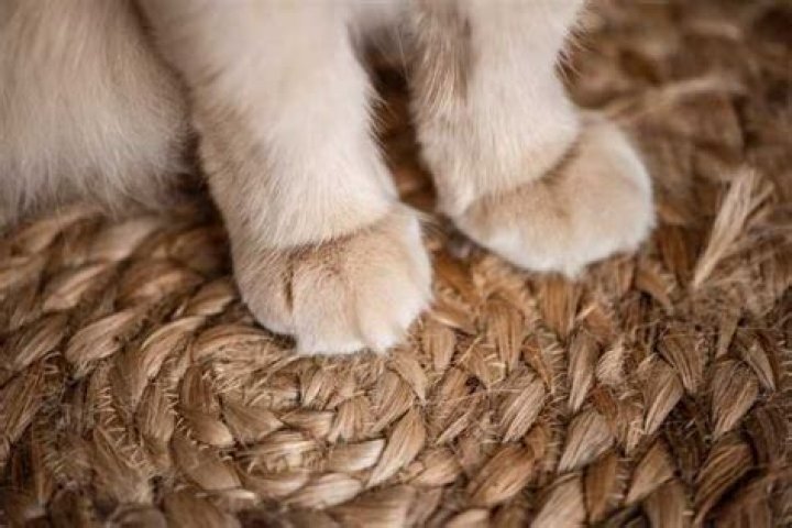 Tout savoir sur la patte de chat : caractéristiques, anatomie