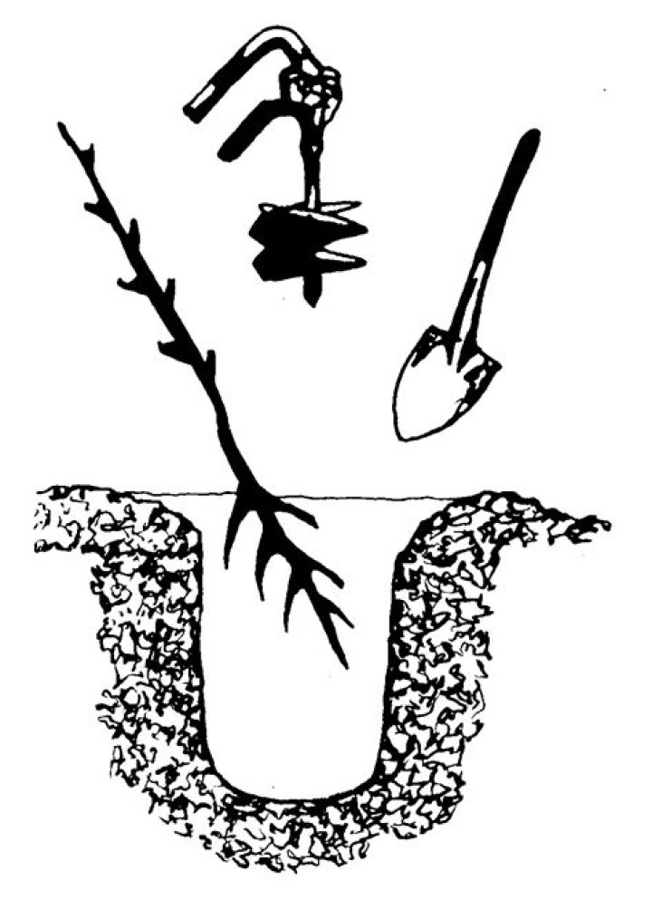 Transplanting Pecan Trees | Mississippi State University Extension Service