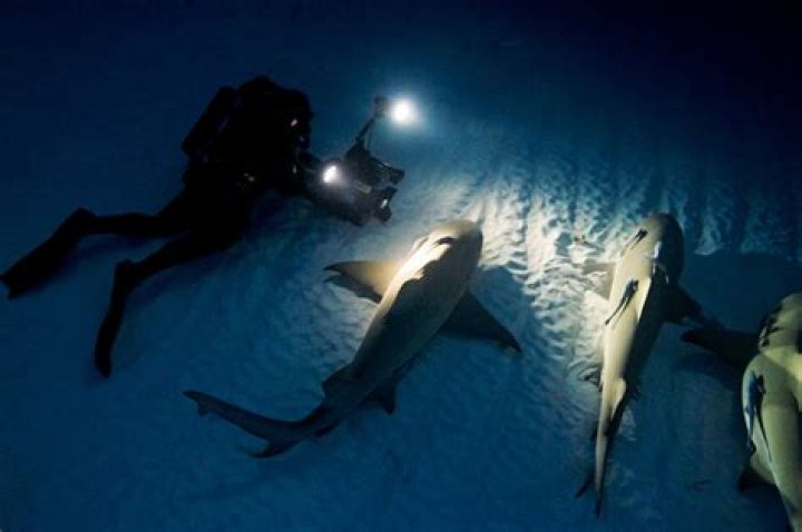 Understanding How Sharks Sleep: A Fascinating Study Of The Behavior Of These Top Predators