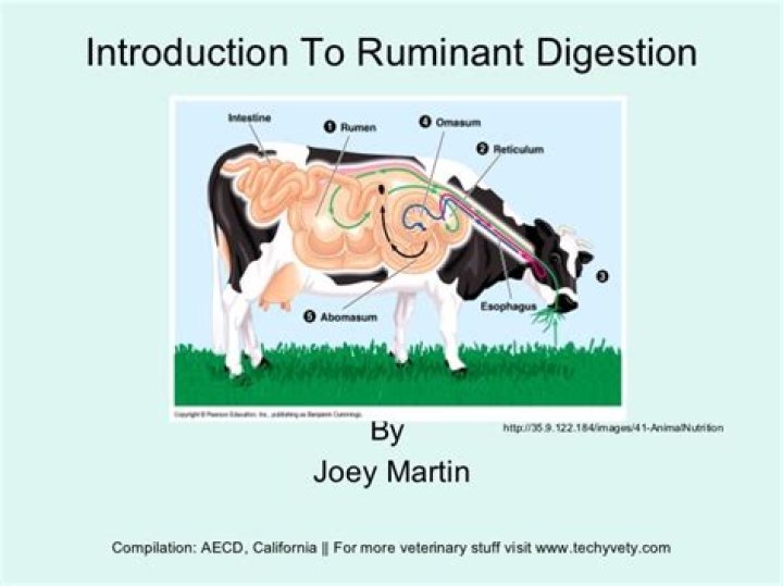 Understanding the Ruminant Animal Digestive System