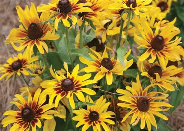 Various rudbeckia selections take summer’s heat in stride
