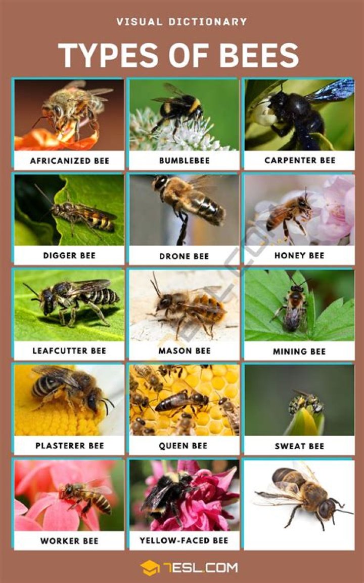 Watch Out For The 11 Types of Bees That Might Sting You