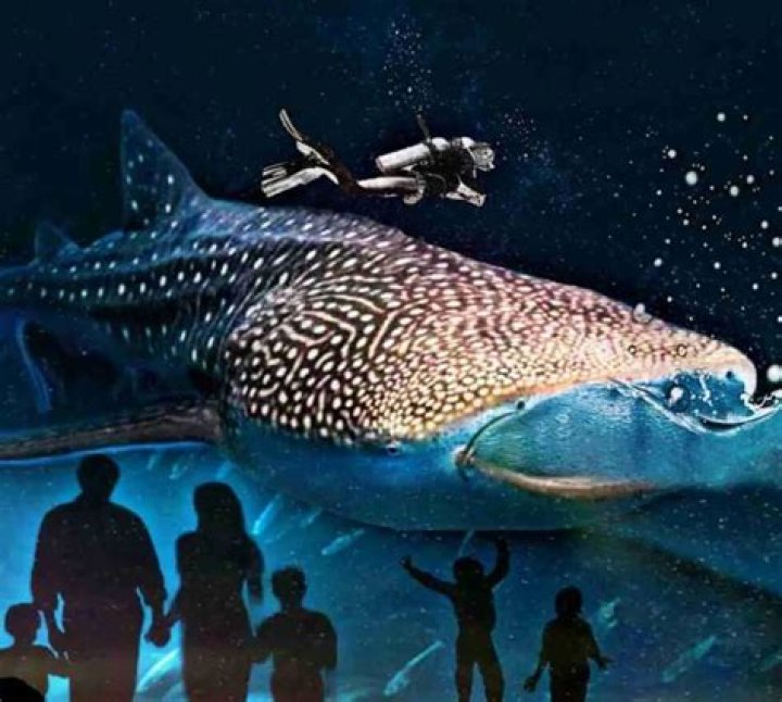 Whale shark at Georgia Aquarium dead