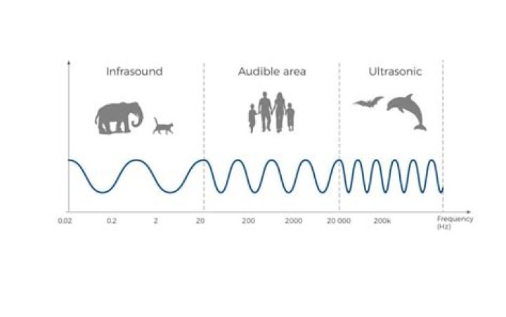 What are types of sound?