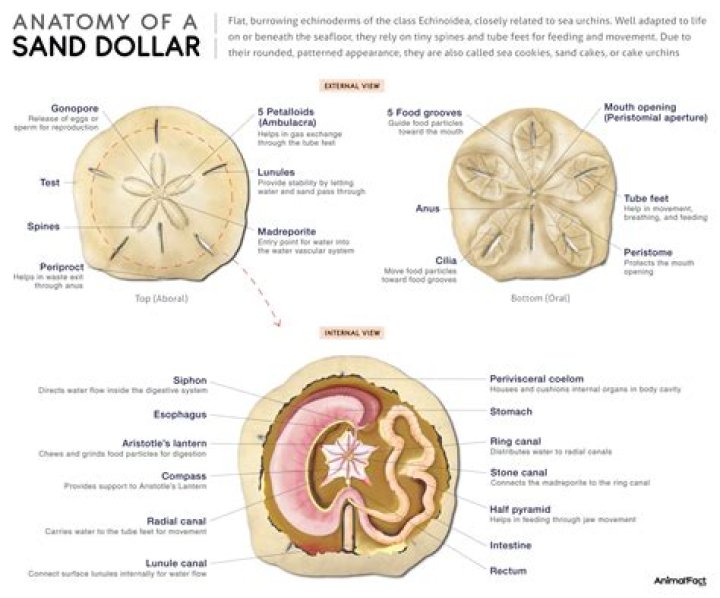 What happens if you break a sand dollar?