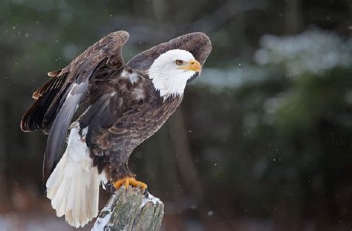 What Is Eagle Eye Vision?