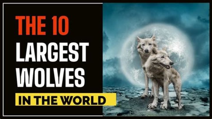 What was the largest wolf in history?