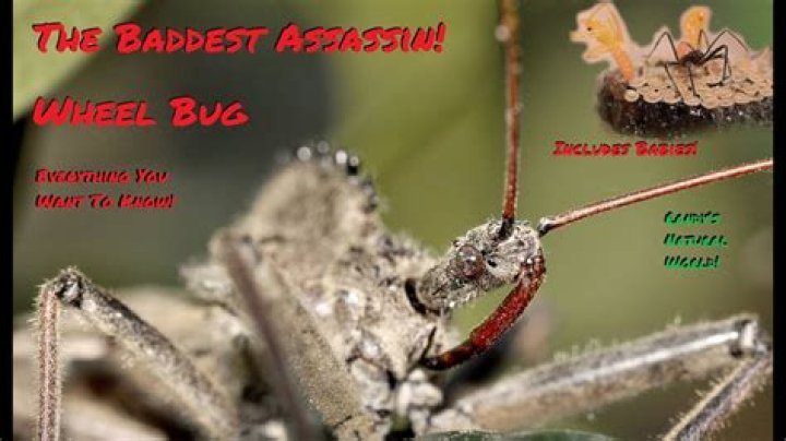 Wheel bug is bizarre assassin