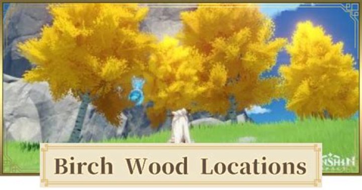 Where do I find birch wood in Genshin Impact?