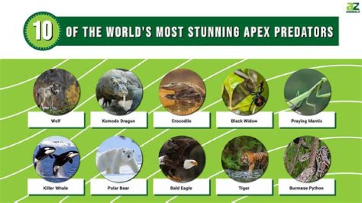 Who is #1 Apex Predator?