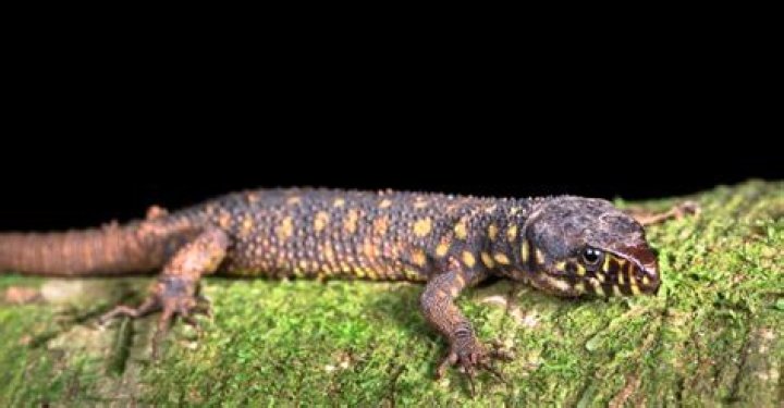 Yellow Spotted Lizard Facts